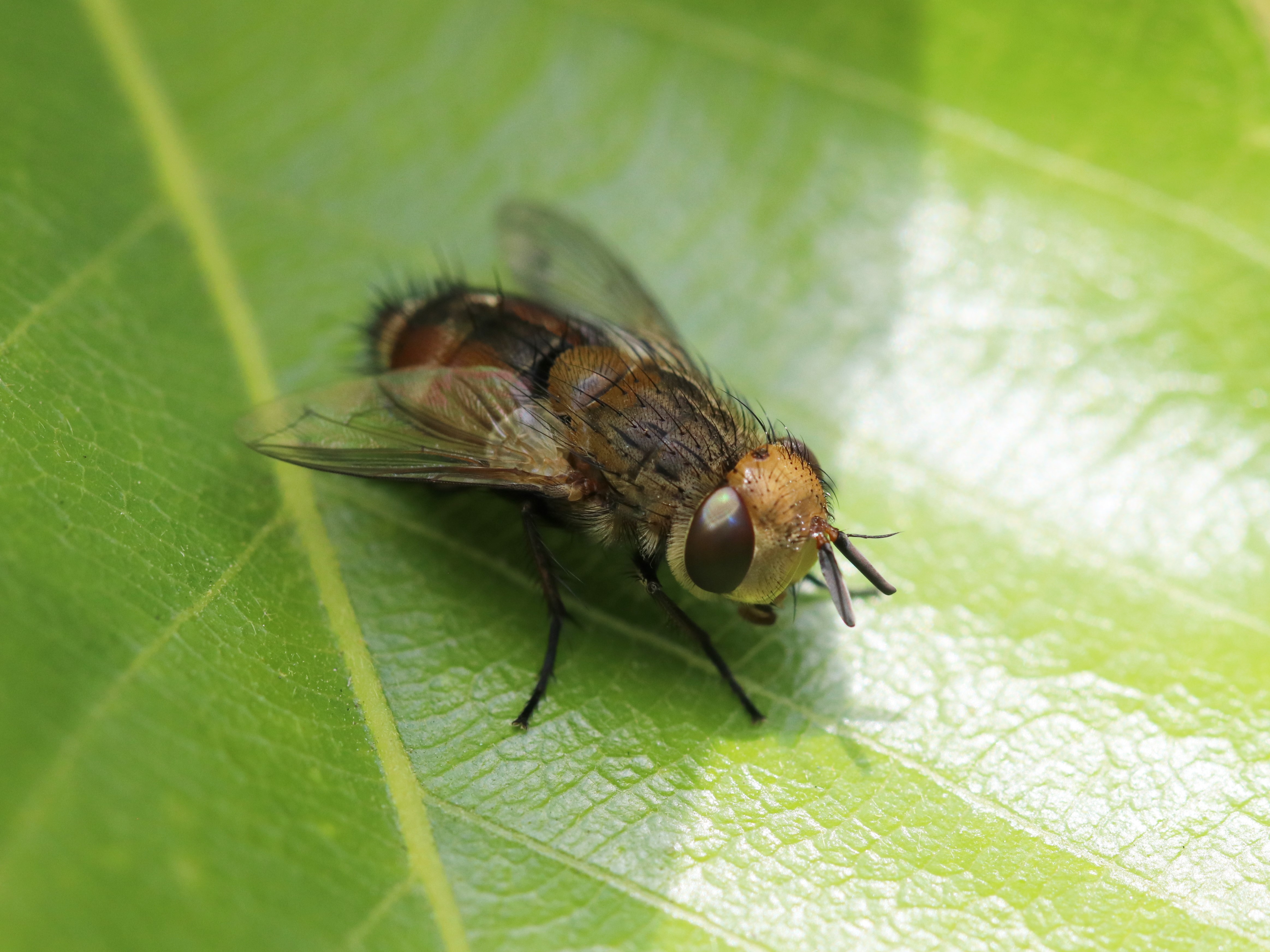 Gonia sp